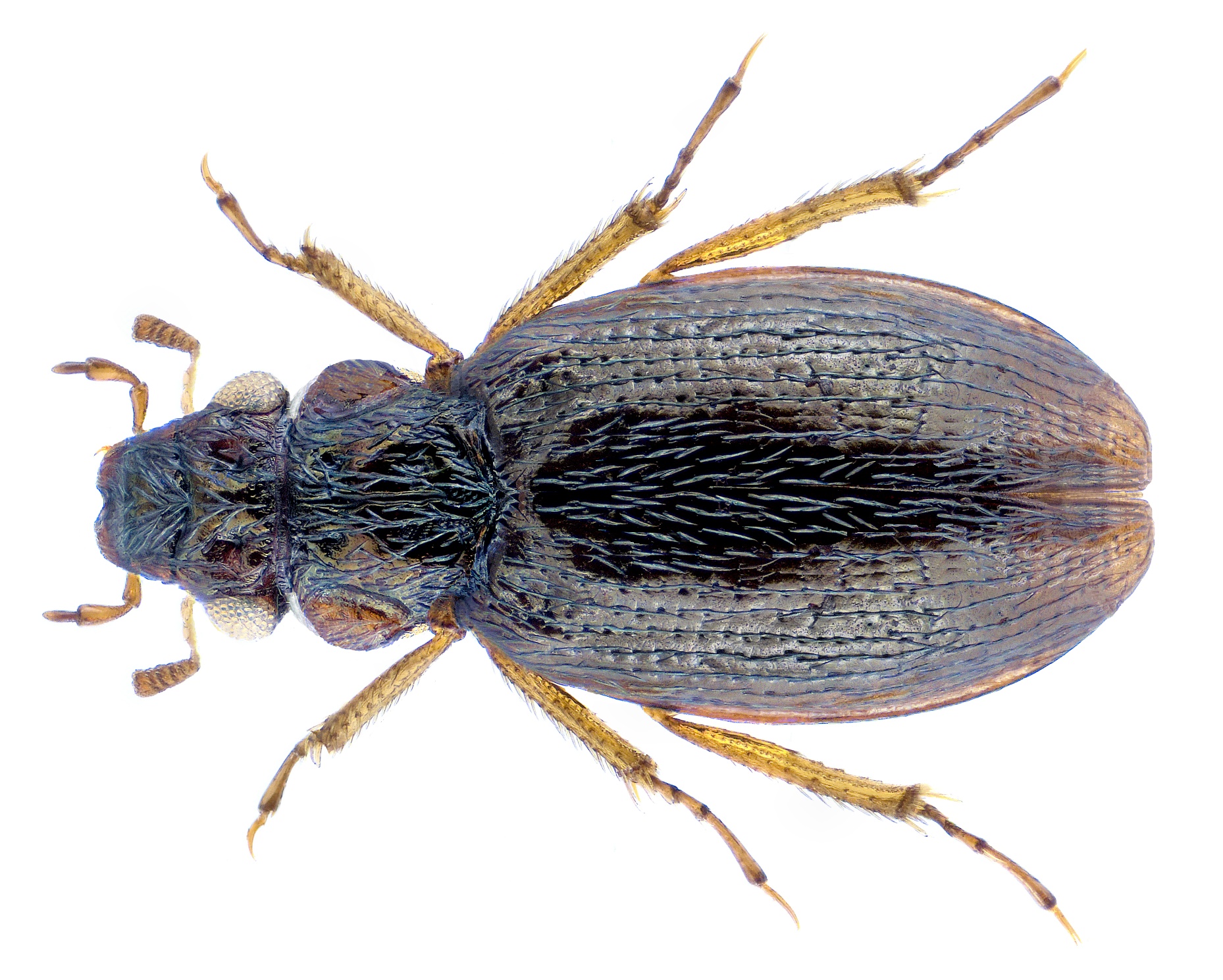 Ochthebius flumineus 2